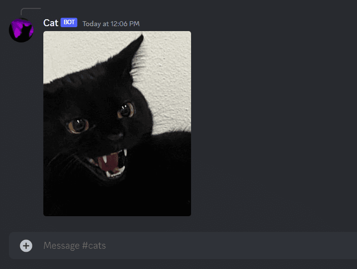 Cat Bot